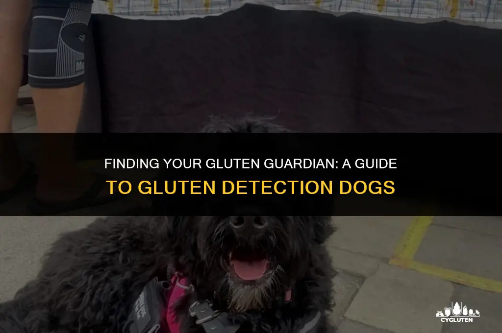 how do i get a gluten detection dog