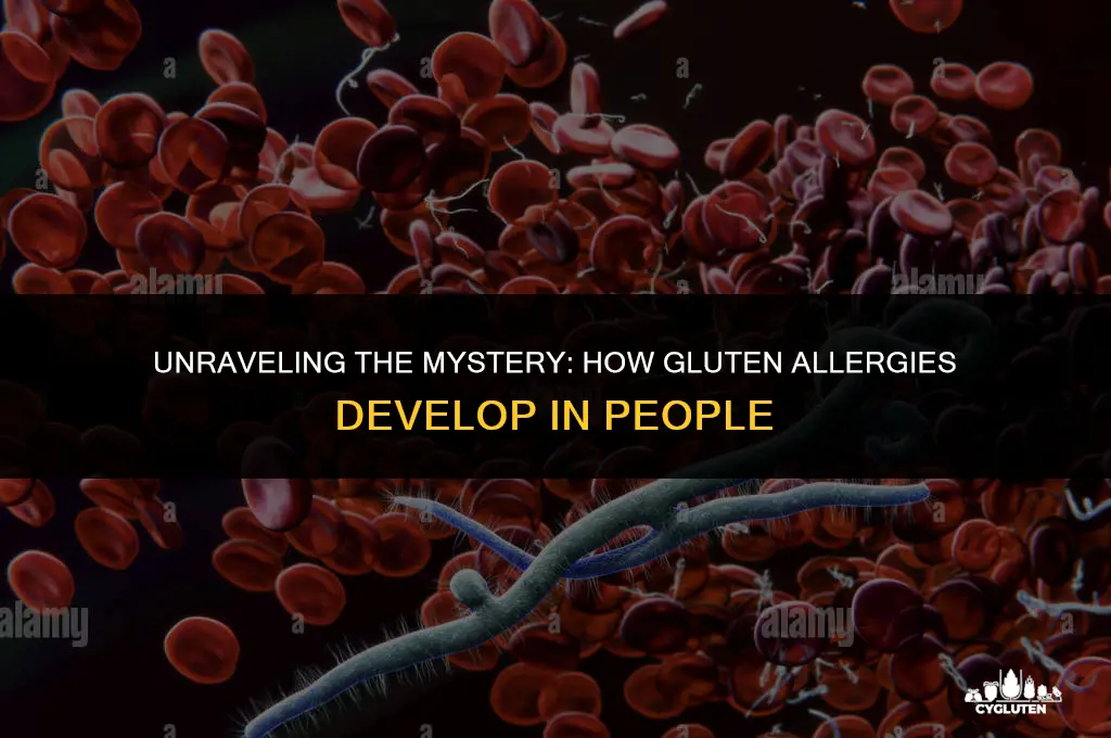 how do people become allergic to gluten