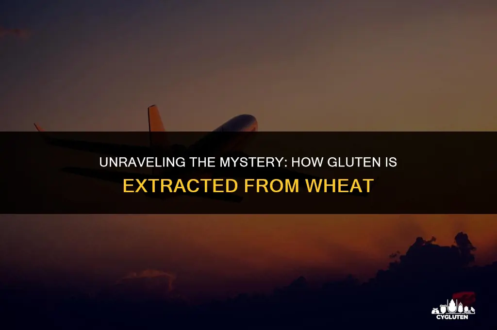 how do they extract gluten from wheat