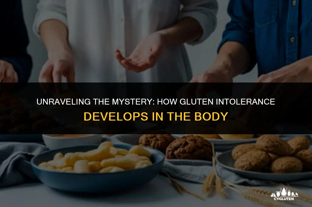 how does a body become gluten intolerant