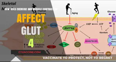 Unveiling the Impact of Exercise and Muscle Contraction on GLUT4 Expression