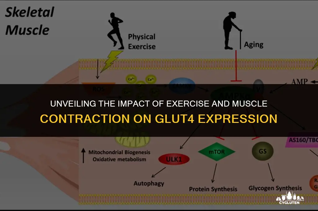 how does exercise and muscle contraction affect glut 4