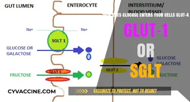 Unlocking Cellular Energy: The Role of GLUT-4, GLUT-1, and SGLT in Glucose Uptake