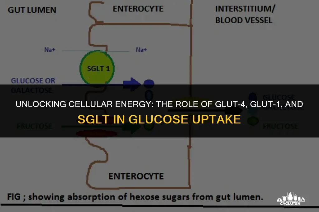how does glucose enters your cells glut-4 glut-1 or sglt