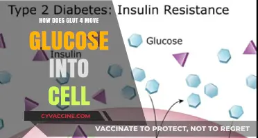 Unlocking Cellular Energy: The GLUT4 Glucose Transporter in Action