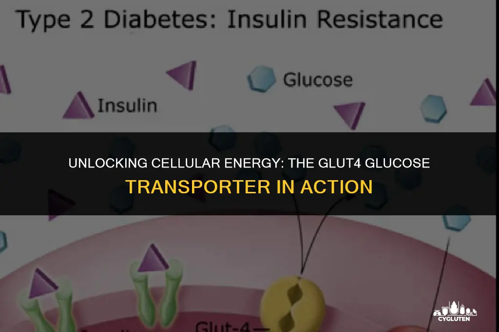 how does glut 4 move glucose into cell