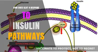 Unveiling GLUT4's Response to Insulin Pathways: A Molecular Insight
