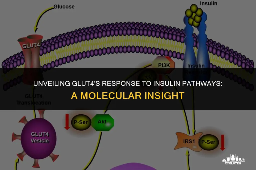 how does glut 4 respond to insulin pathways