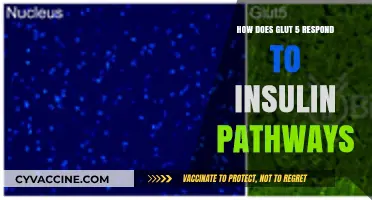 Unveiling GLUT5's Response to Insulin Pathways: A Molecular Insight
