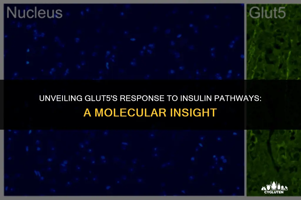 how does glut 5 respond to insulin pathways