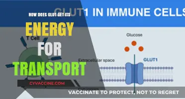 Unveiling the Power Source: How Glut Energizes Its Transport