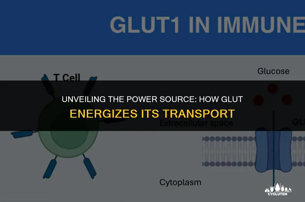 how does glut get its energy for transport