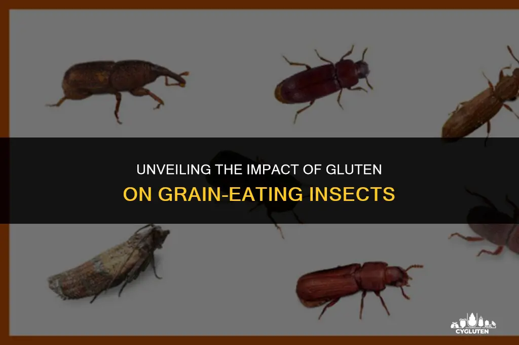 how does gluten affect insects eating the grain