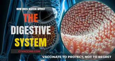 Unraveling the Impact of Gluten on Digestive Health: A Comprehensive Guide
