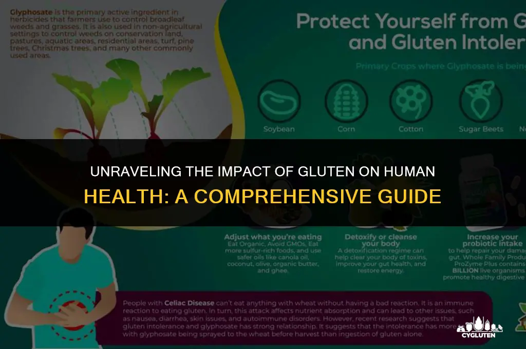 how does gluten affect the human body