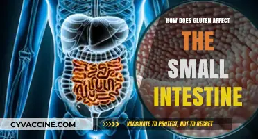 Unraveling the Impact of Gluten on Small Intestinal Health