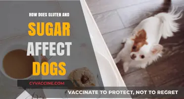 The Impact of Gluten and Sugar on Canine Health: A Comprehensive Guide
