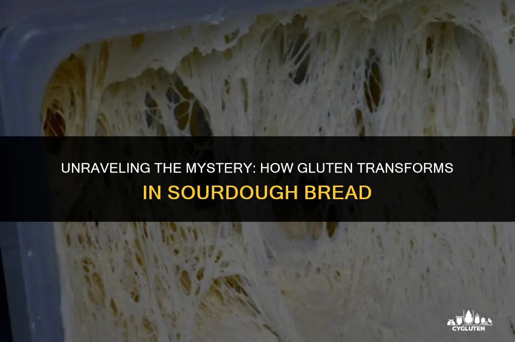 how does gluten break down in sourdough