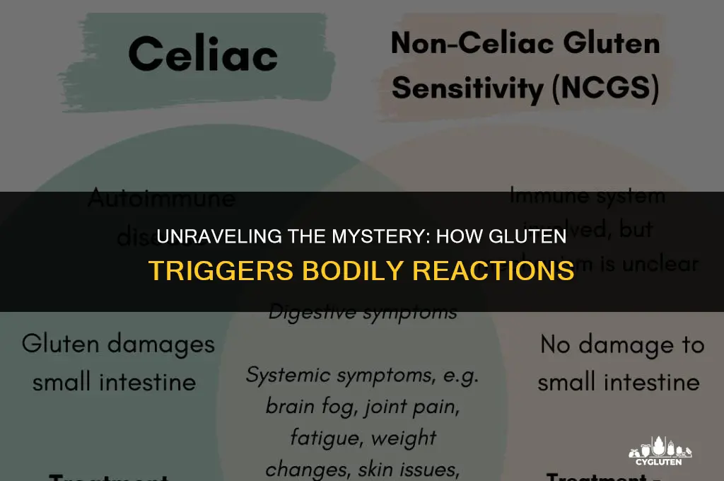 how does gluten cause a reaction in body
