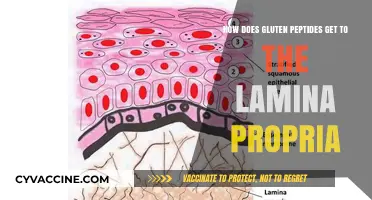 Unraveling the Journey: How Gluten Peptides Reach the Lamina Propria