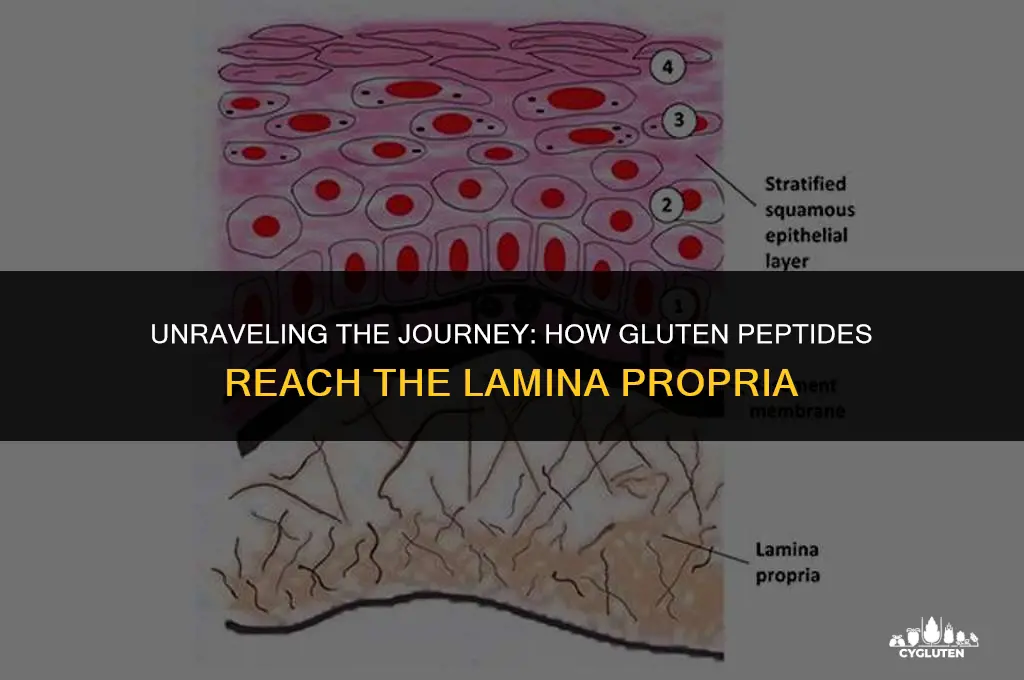 how does gluten peptides get to the lamina propria