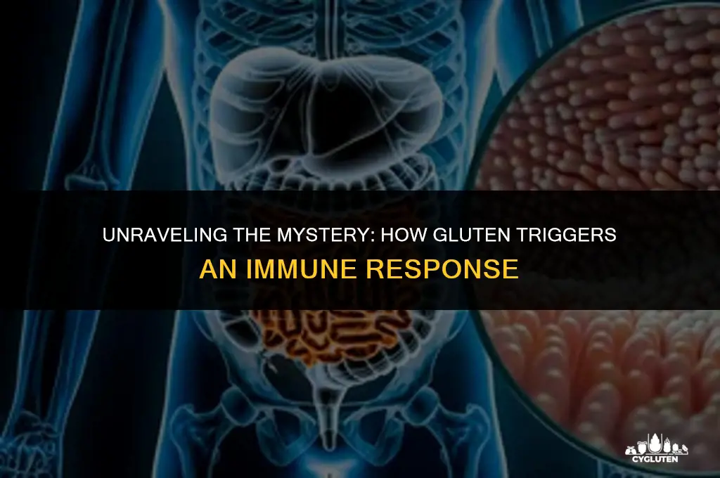 how does gluten trigger an immune response