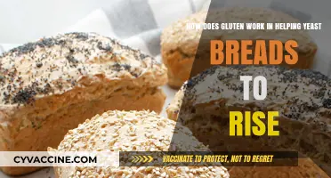 Unveiling the Magic: How Gluten Empowers Yeast Breads to Rise