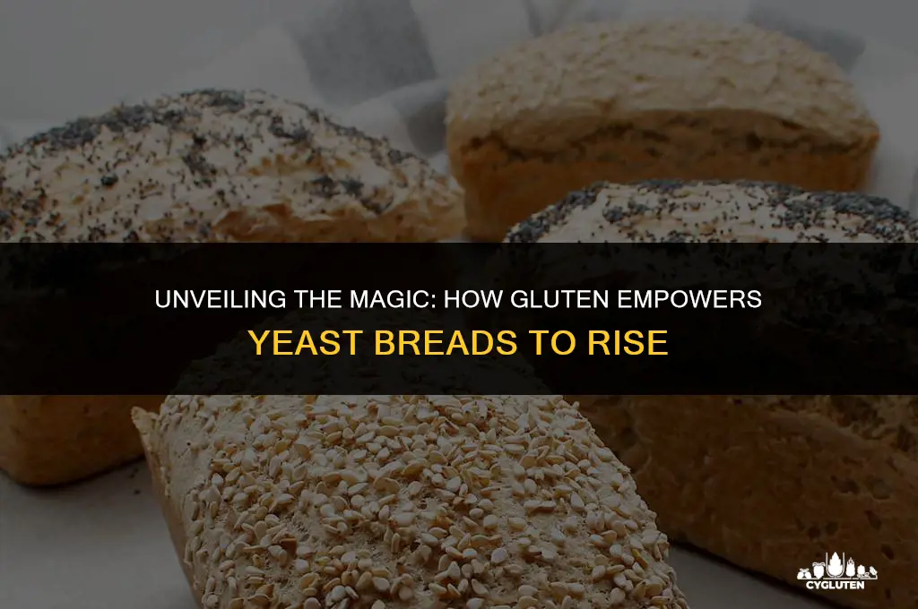 how does gluten work in helping yeast breads to rise