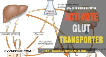 Unlocking Glucose Uptake: The Insulin Receptor-GLUT Transporter Connection