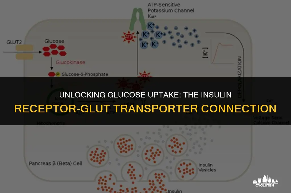 how does insulin receptor activate glut transporter