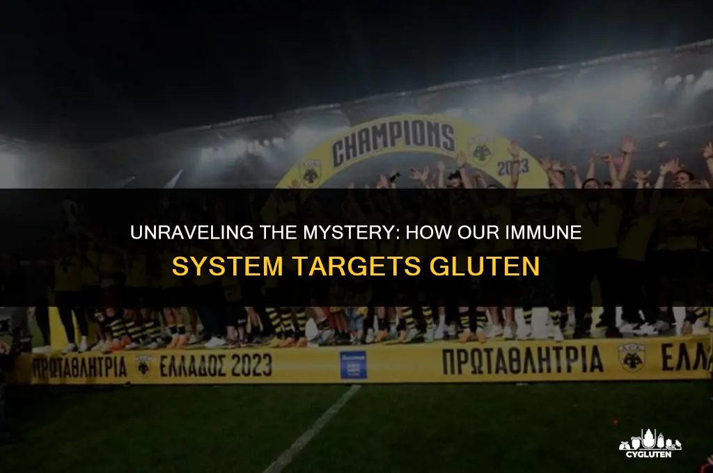 how does the immune system attack gluten