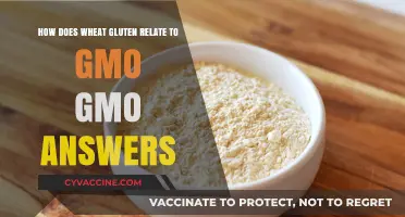 Unraveling the Connection: Wheat Gluten and GMO Answers