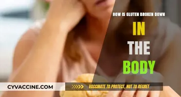 Unraveling the Mystery: How Gluten is Broken Down in the Body