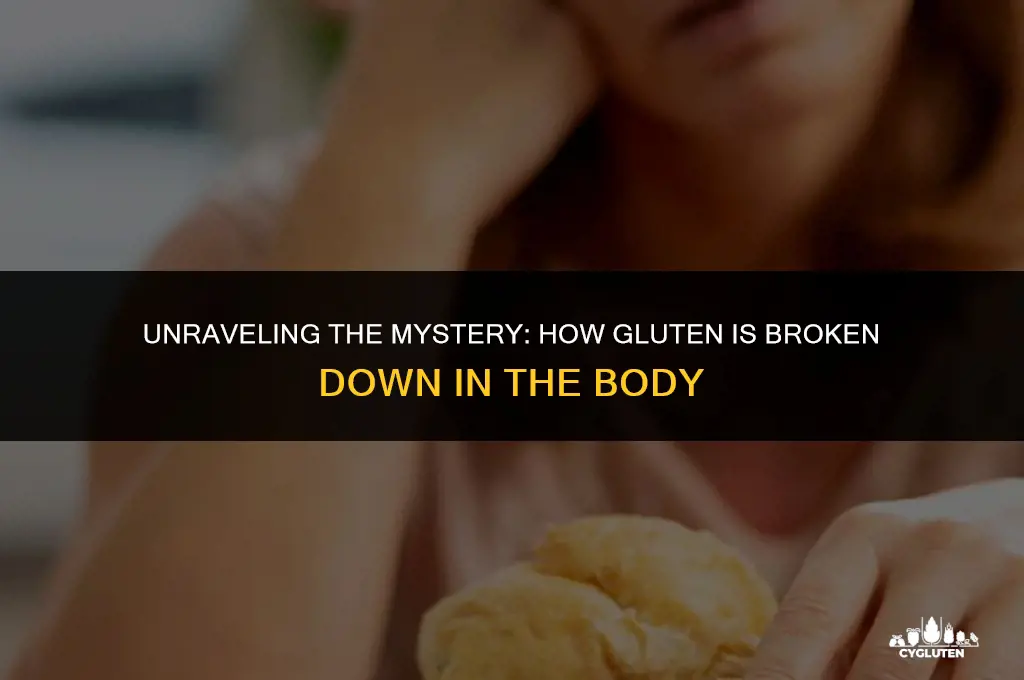 how is gluten broken down in the body