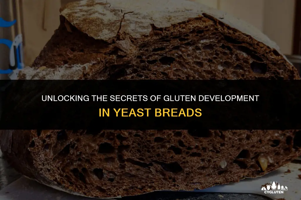 how is gluten developed in yeast breads