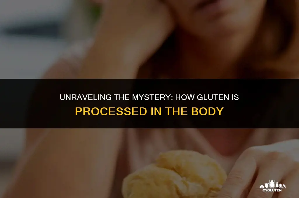 how is gluten processed in the body