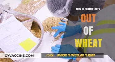Unraveling the Process: How Gluten is Removed from Wheat