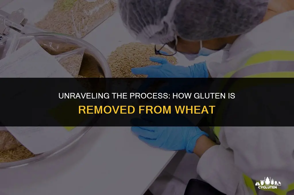 how is gluten taken out of wheat