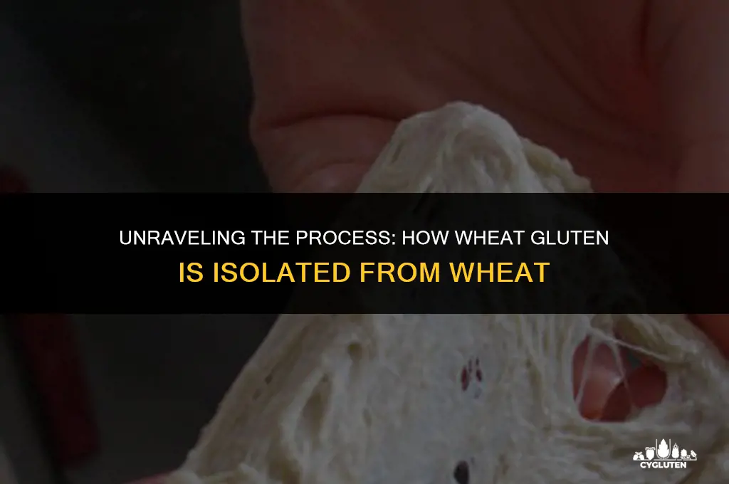 how is wheat gluten isolated from wheat