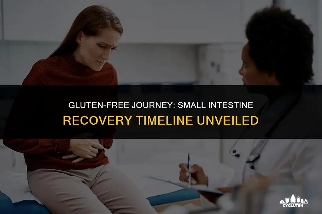 how long after quitting gluten will my small intestine recover