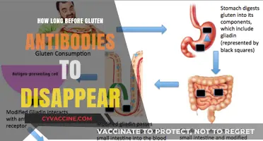 Gluten Antibodies Disappearance: A Timeline for Celiac Recovery