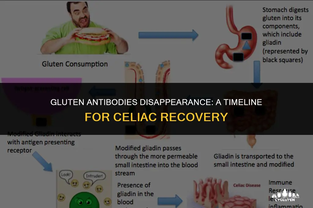 how long before gluten antibodies to disappear