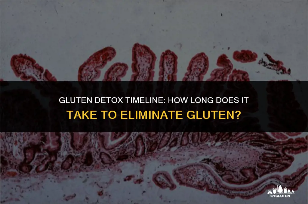 how long before gluten is out of my system