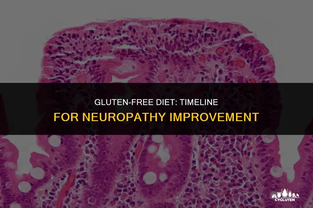 how long before neophrapthy improves after stop eatting gluten
