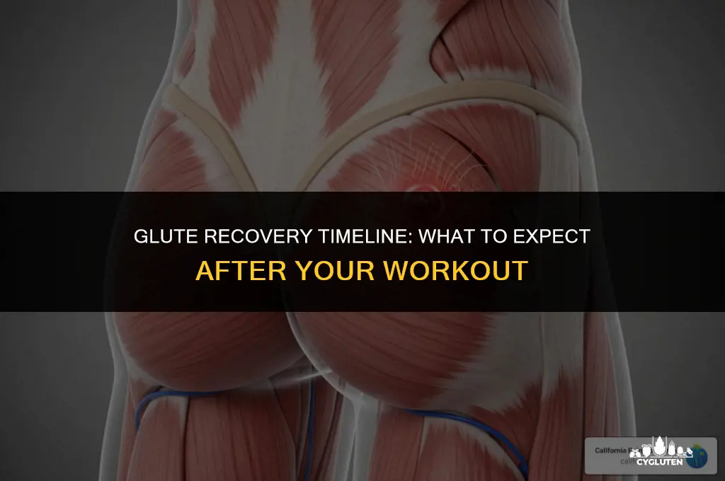 how long do glutes take to recover after workout