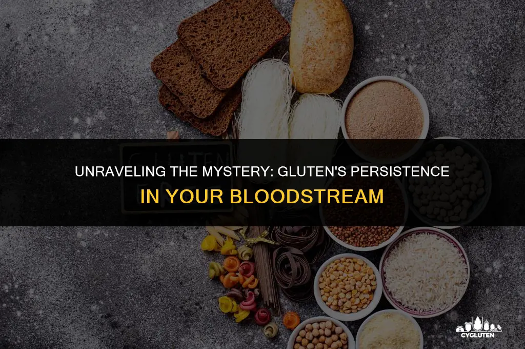 how long does gluten stay in blood