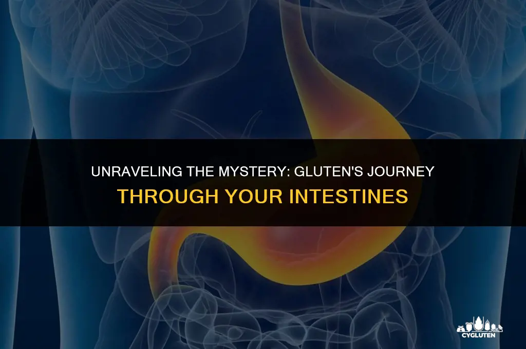 how long does gluten stay in your intestines