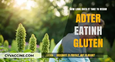 Gluten Recovery Timeline: How Long Does It Take to Recuperate After Eating Gluten?