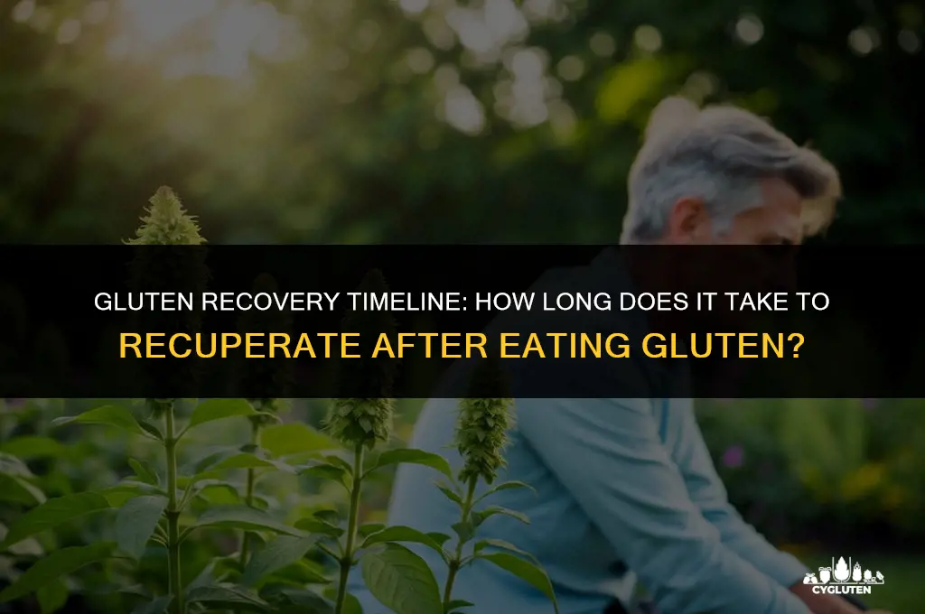 how long does it take to recor adter eatinh gluten