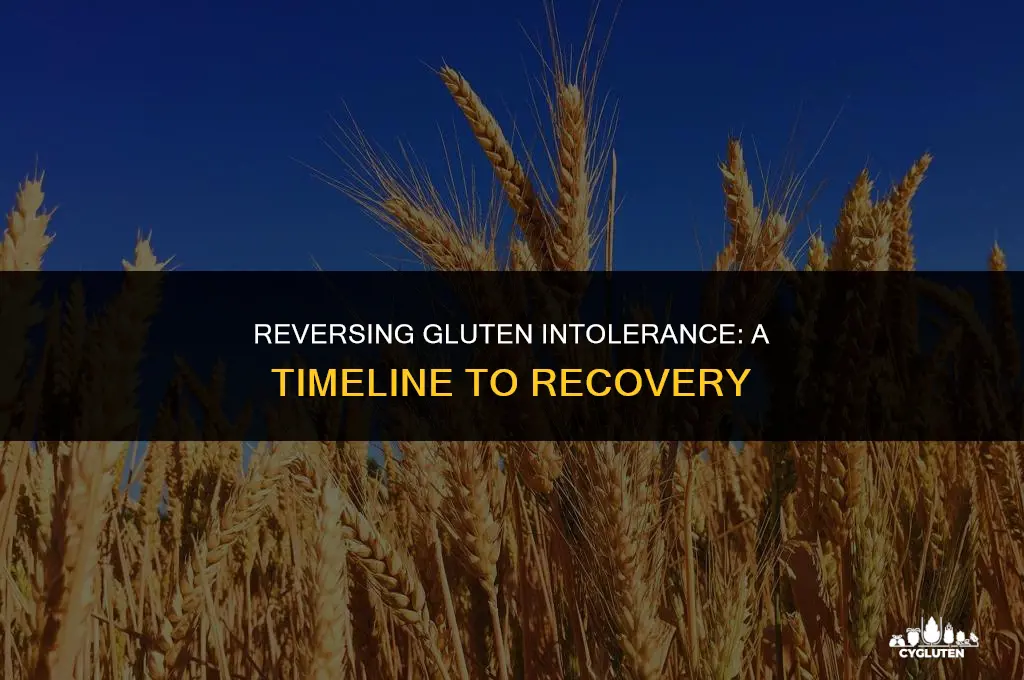 how long does it take to reverse gluten intolerance